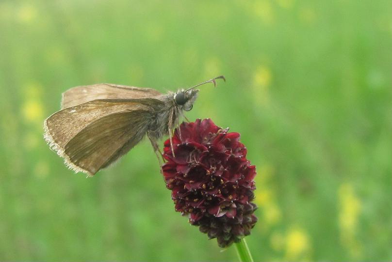 Hesperide da ID - Erynnis tages